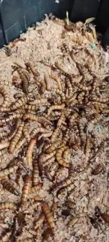 Larvas de tenébrio