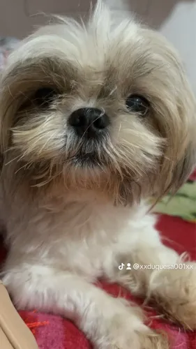 Shitzu está a procura de uma parceira