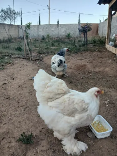 Pintinhos Brhama