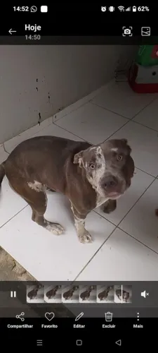 Muito linda ela e brincalhona 