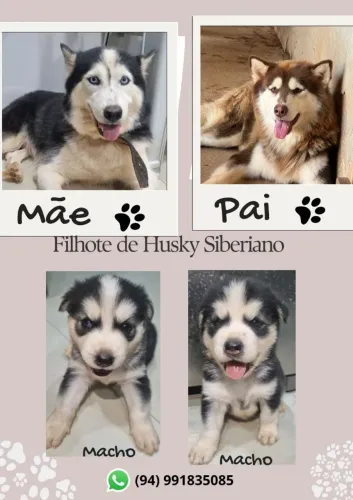 Husky Siberiano