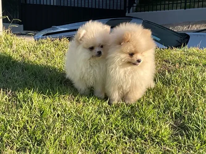 Spitz Padrão anão Linhagem Nobre Sem Consaguinidade!