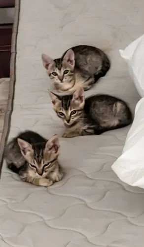 Filhotinhos de gatos para adoção responsável 