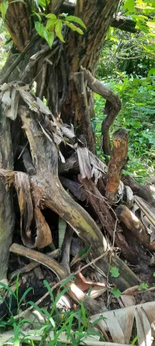 LENHAS DE FRUTIFERAS