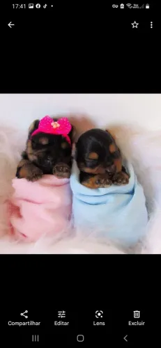 Animais