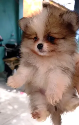 LULU DA POMERÂNIA ANÃO URSINHO
