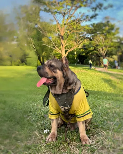 Bully macho para cruzar