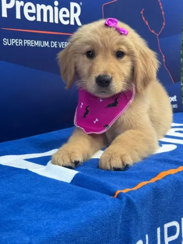 Filhote de Golden retriever