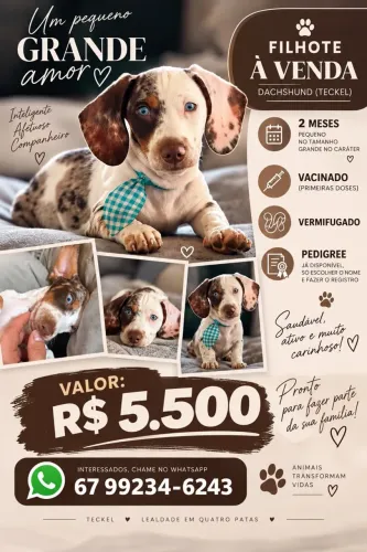 Salsicha mofado (dachshund) 
