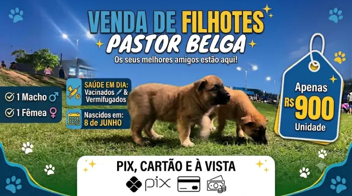 FILHOTES DE PASTOR BELGA DISPONÍVEIS!
