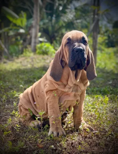 Fila Brasileiro pedigree CBKC