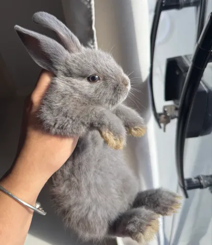 Filhote de coelho mini rex e netherland