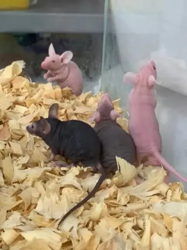 Filhotes Camundongos Hairless