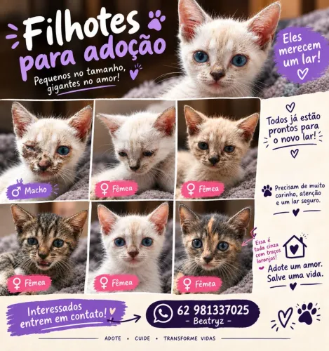 Adote gatinhos!!