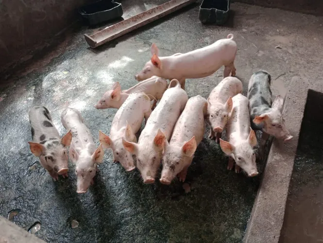 Lindos filhotes à venda