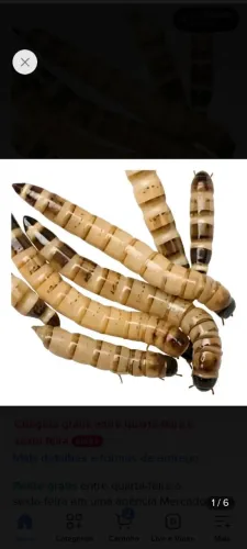 Larvas de tenébrio