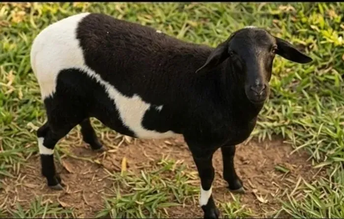 Reprodutor/ Borrego ( Santa inês+ dorper)