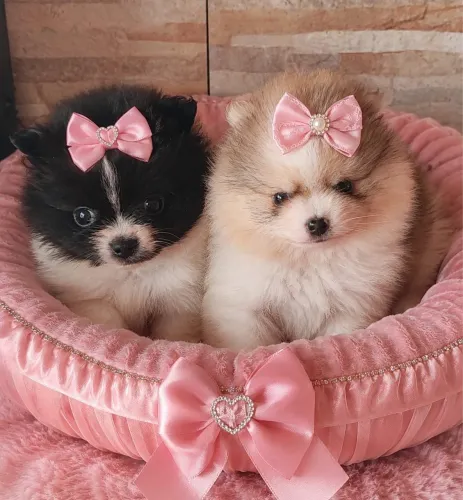 Lulu da Pomerania anãos 