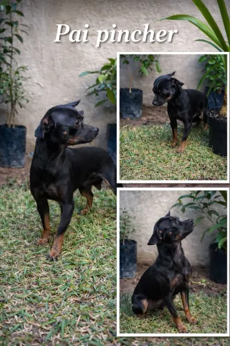 Filhotes de Pinscher para reserva.