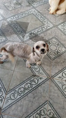 Cachorro