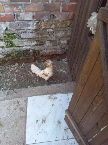 Vendo frango polonês