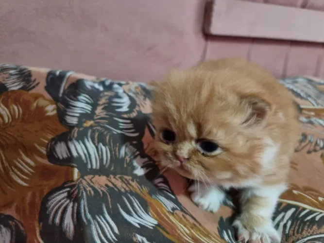 Gata Persa para reserva em 12x 180