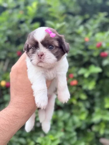 Shih Tzu fêmea chocolate com branco