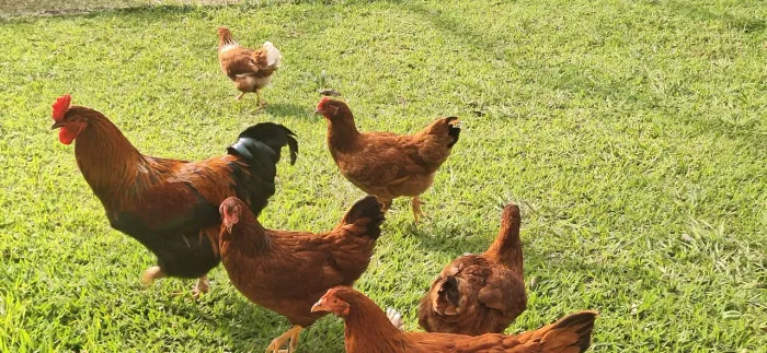 Galinha poedeira adulta