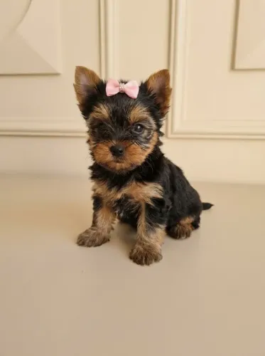 Yorkshire Terrier Fêmea Linda e Delicada