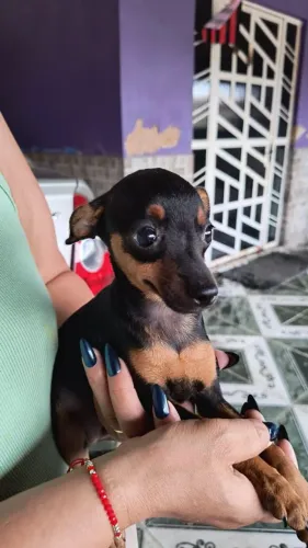 Pinscher filhote número 1 macho