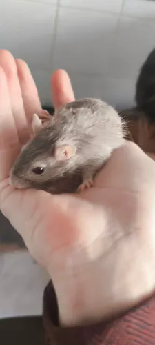 Gerbil filhote