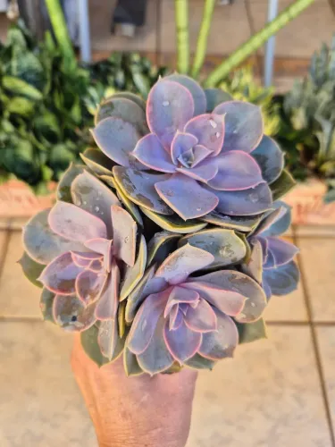 Suculenta Perlie lindíssima