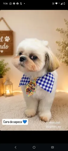 Vendo Shitzu lindo e saudável