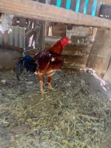 Vendo galinhas