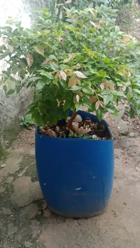 Mudas de Jabuticaba