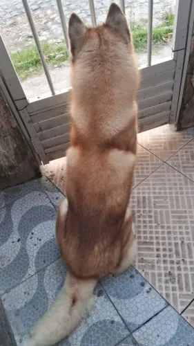 Lindo cão de guarda. Para mas informações chama no chat 