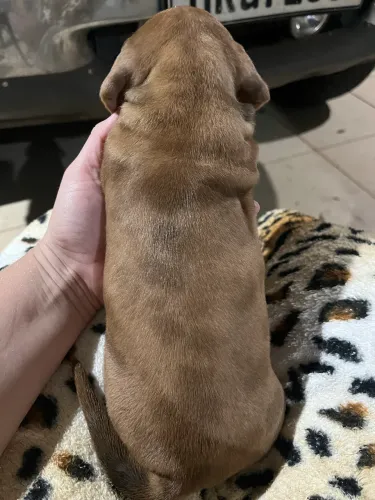 Cachorro salsicha alerquin dachshund 