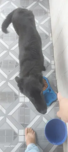Doação de cachorro- pastor com 9 meses 