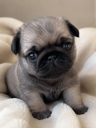 Pug fêmea