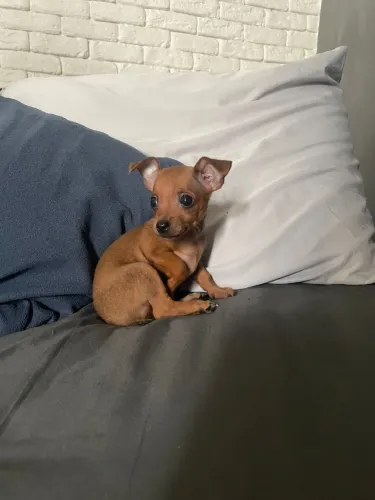 Pinscher fêmeas 
