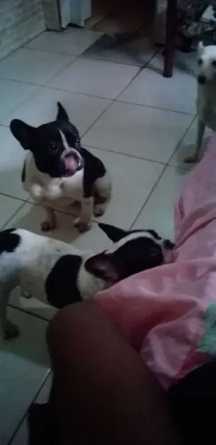 Bulldog Francês