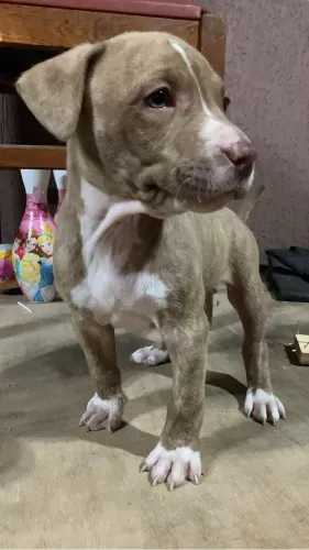 Filhote de Pitbull 