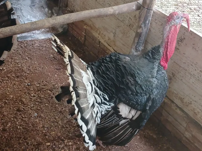 Vendo somente o casal a fêmea no choco leia o anuncio