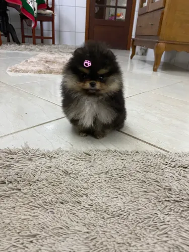 Spitz alemão anão ursinho