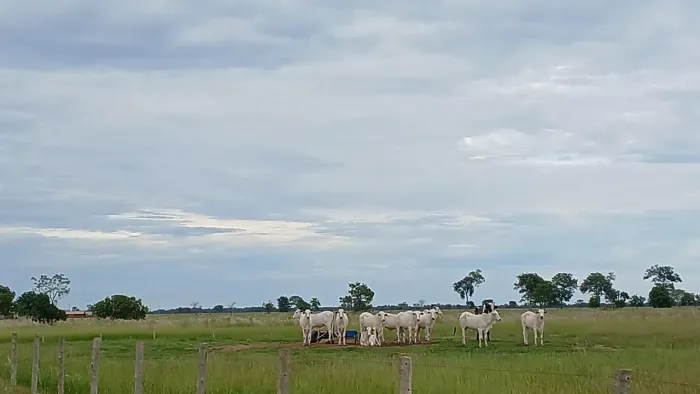 Fazenda Pecuária +7.800 hectares a venda em Cocalinho no Mato Grosso!