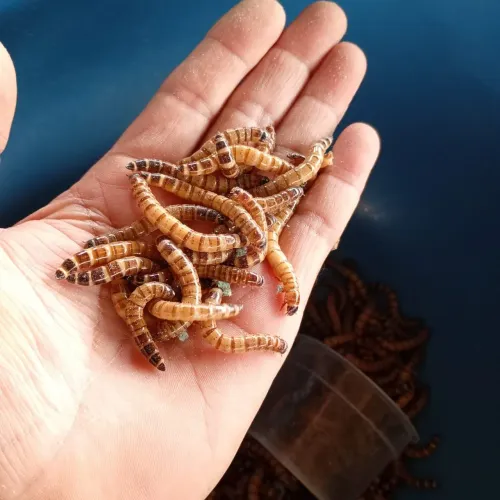 Vende-se larva tenebrio gigante 