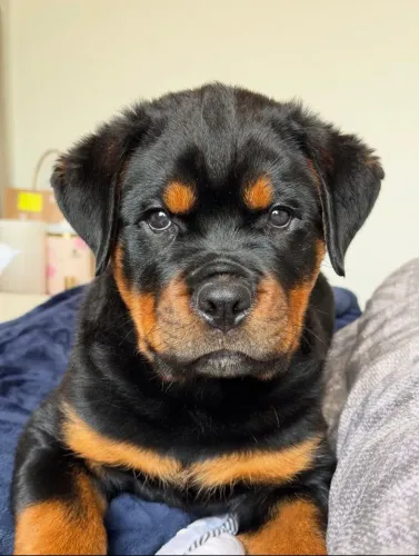 Rottweiler: força impressionante e coração gigante para sua família.