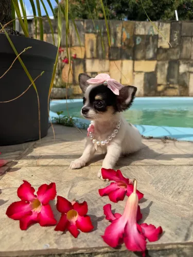 Chihuahua Fêmea 