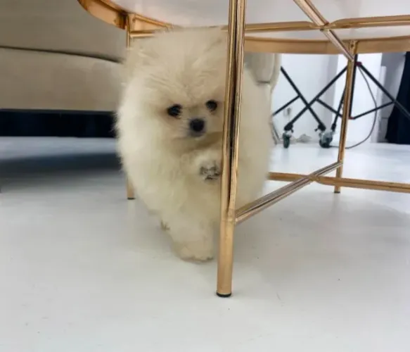 Cachorro Spitz Alemao filhote apaixonante pronto para entrega