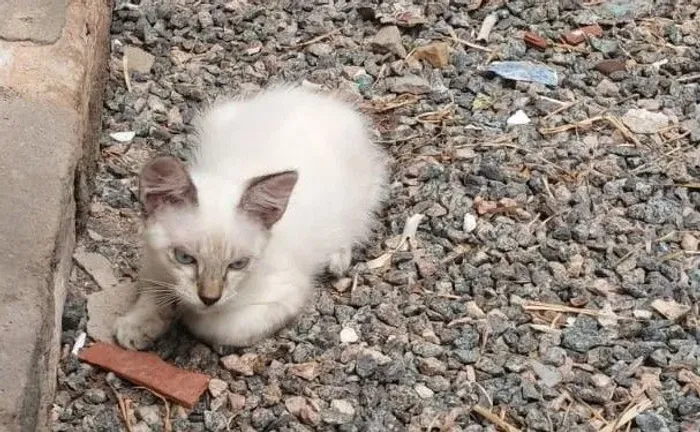 Gatinho para adoção responsável
